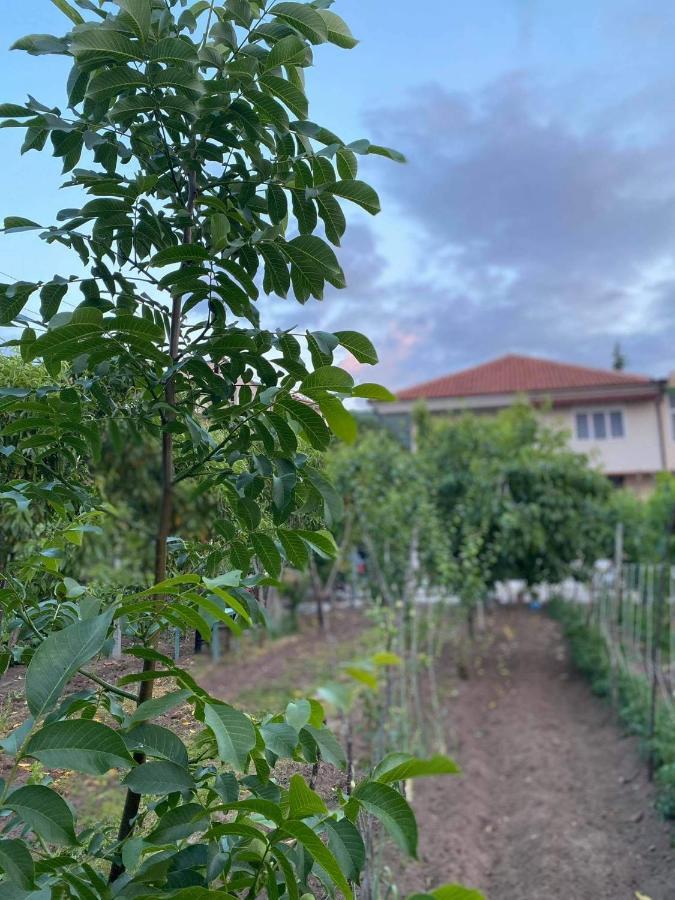 Bujtina Gjyshi Ilo Hotel Tushemisht Bagian luar foto